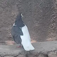 کفتر چپ ساده