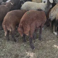 بره نر