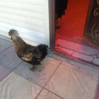 خروس و مرغ