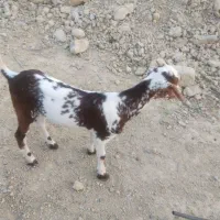 سلام کهره نر بربری