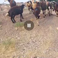 بره