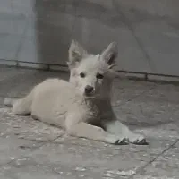 سگ پاکوتاه