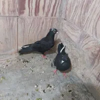 حراج فروش فوری جفتی ۴۵۰