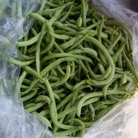 لوبیا سبز تازه
