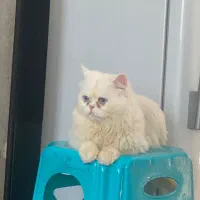 گربه پرشین چشم ابی