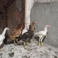 مرغو خروس لاری اردک