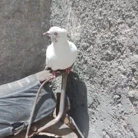 کبوتر