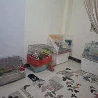 فنچ نرگسی.مرغ عشق مولد