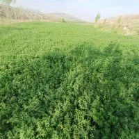چیدن گیاه. داخل باغ با دستگاه