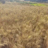 فروش گندم