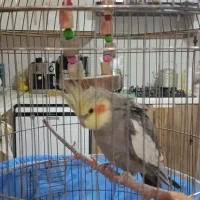 گمشده|حیوانات|تبریز, |دیوار