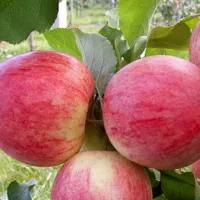 سیب گلاب(یای آلماسی)