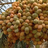 رطب و خارک برحی به صورت خوشه