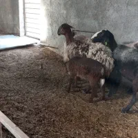 میش بره زل
