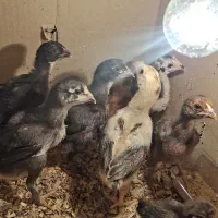 جوجه لاری