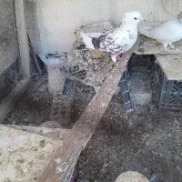 نر پشت ادر بازی کن