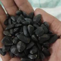 تخمه آفتابگردان