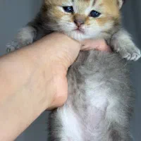 واگذاری بچه گربه