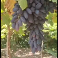 نهال انگور