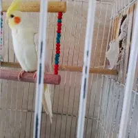 یک جفت عروس هلندی ویک جفت کوتوله برزیلی زیبا