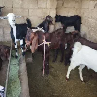 کهره نری و گیسه موجود