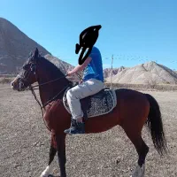 اسب نریان