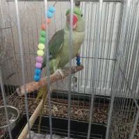 طوطی