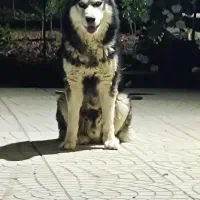 سگ هاسکی نر