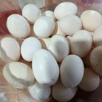 تخم مرغ محلی