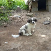 سگ نژاد شیتزو ۴ماهه
