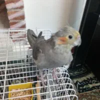 عروس هلندی ماده