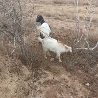 بز سانن ودورگ