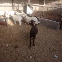 انواع میش و بره وقوچ بافق