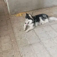 سگ هاسکی