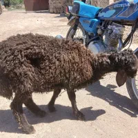 بره|حیوانات مزرعه|سراب, |دیوار