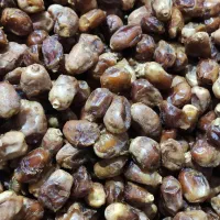 خرما زاهدی و هسته خرما