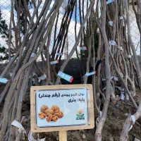 نهال گردو پیوندی دیرگل پاکوتاه«چندلر،فرنور،هاوارد»