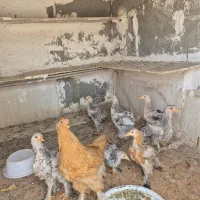 جوجه برهما