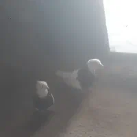 طوقی