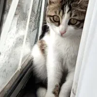 گربه ۷ ماهه ماده