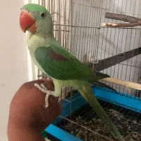جوجه شاه طوطی اسکندر نر