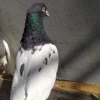 رنگه عالی کفتر