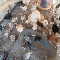 جوجه لری گلین