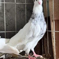 کبوتر/طوقی ناب
