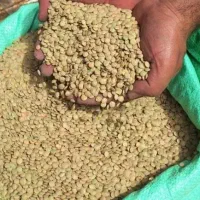 عدس محلی نژی