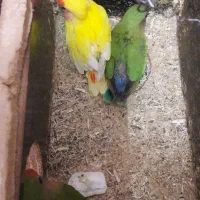 کوتوله برزیلی نرو ماده