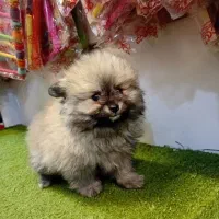 پامرانین فنجونی