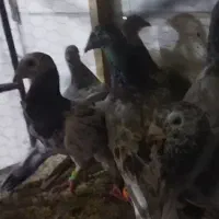 کبوتر|پرنده|دشتابی, |دیوار