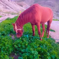 اسب|اسب و تجهیزات اسبسواری|یاسوج, |دیوار