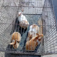 بچه خرگوش|موش و خرگوش|مشهد, امین آباد|دیوار